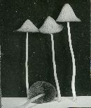 Conocybe lateritia image