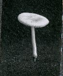 Pluteus tomentosulus image