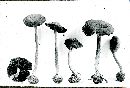 Inocybe nigrescens image