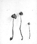 Inocybe tenerrima image