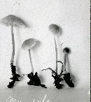 Mycena subcaerulea image