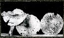 Hygrophorus flavodiscus image