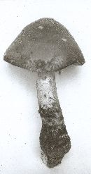 Amanita spissa image