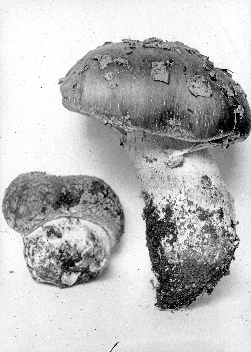 Amanita ampla image