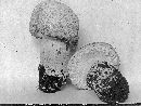 Agaricus arvensis image