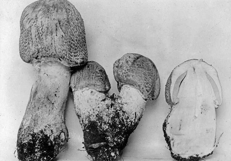 Agaricus angustus image