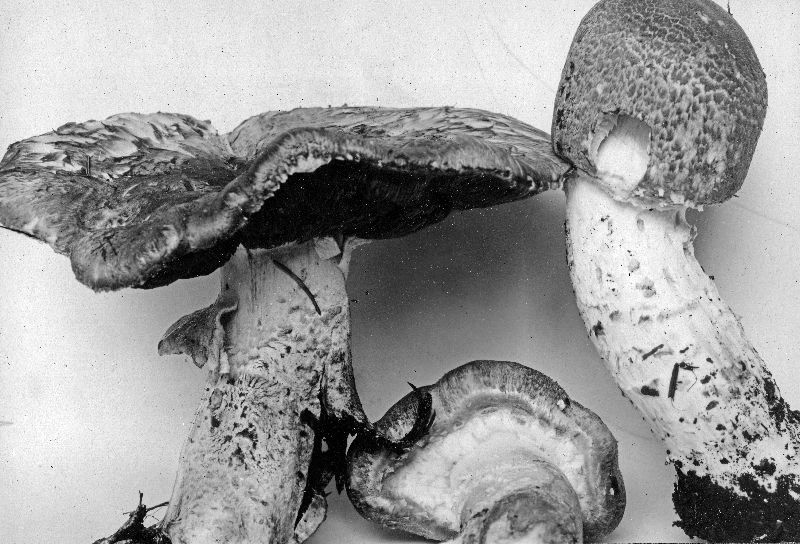 Agaricus angustus image