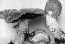 Agaricus angustus image