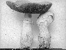 Agaricus arvensis image