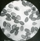 Conocybe macrospora image