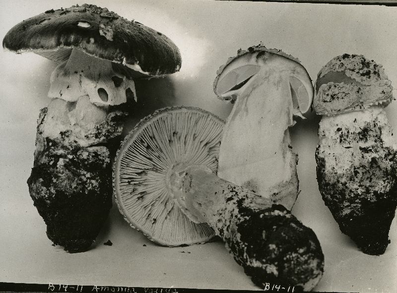 Amanita valida image