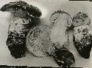 Amanita valida image