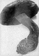 Boletus rhodopurpureus image