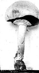 Agaricus silvicola image