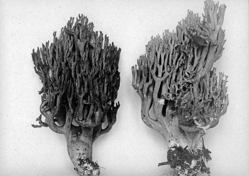 Clavaria fennica image