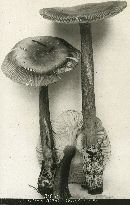 Amanita battarrae image