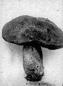 Boletus appendiculatus image