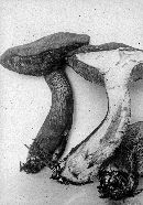 Tylopilus felleus image