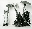 Inocybe hystrix image