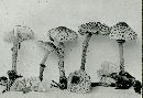 Lepiota felina image