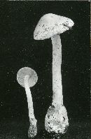 Amanita volvata image