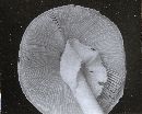 Amanita verna image