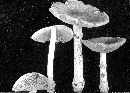 Amanita spreta image