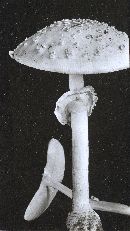 Amanita cothurnata image