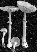 Amanita pantherina var. multisquamosa image