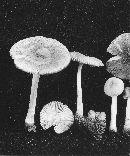 Amanita farinosa image