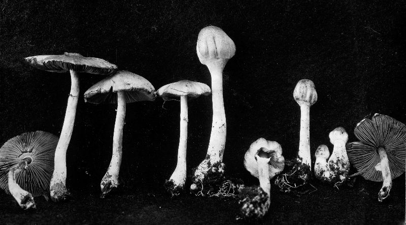 Agaricus comtulus image