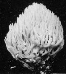 Ramariopsis kunzei image