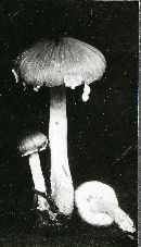 Russula ochrophylla image