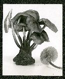 Colletotrichum liliacearum image
