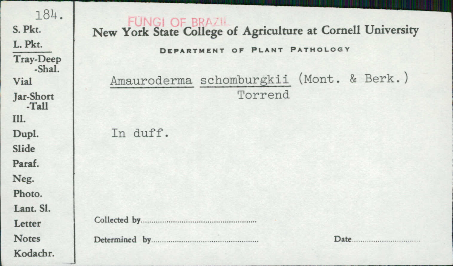 Amauroderma schomburgkii image