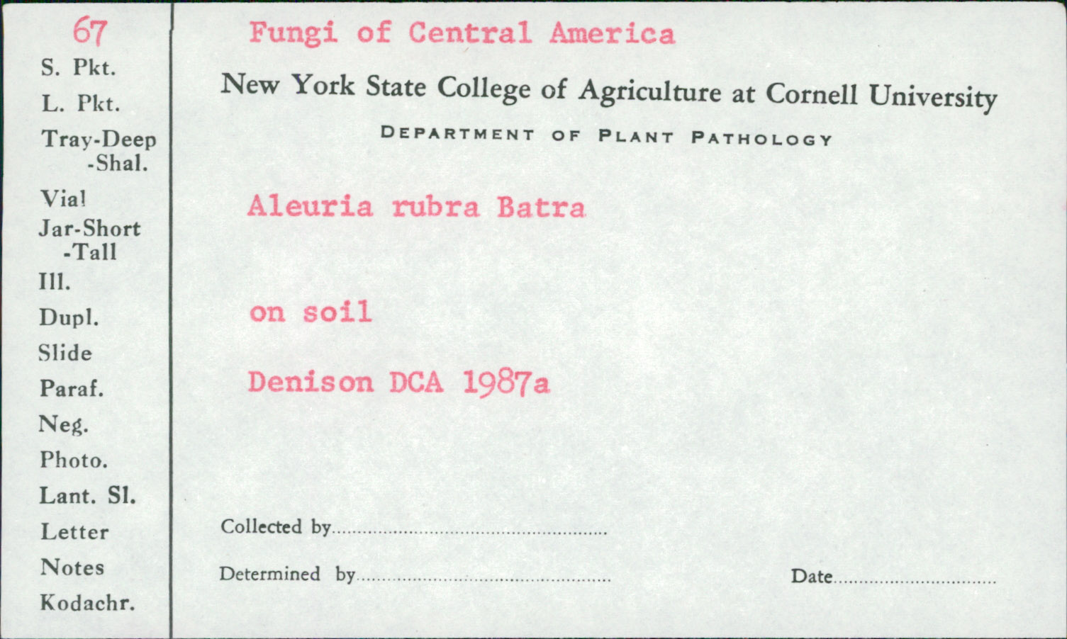 Aleuria rubra image