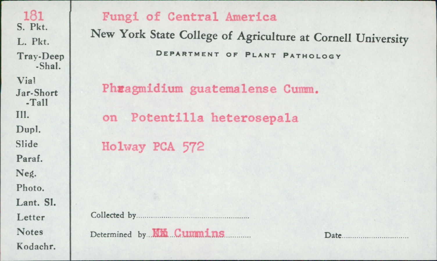 Phragmidium guatemalense image