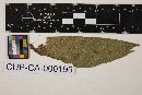 Puccinia gilva image