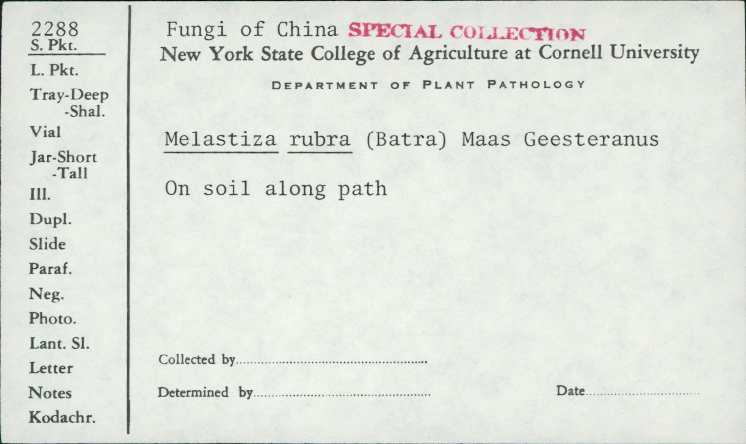 Melastiza rubra image