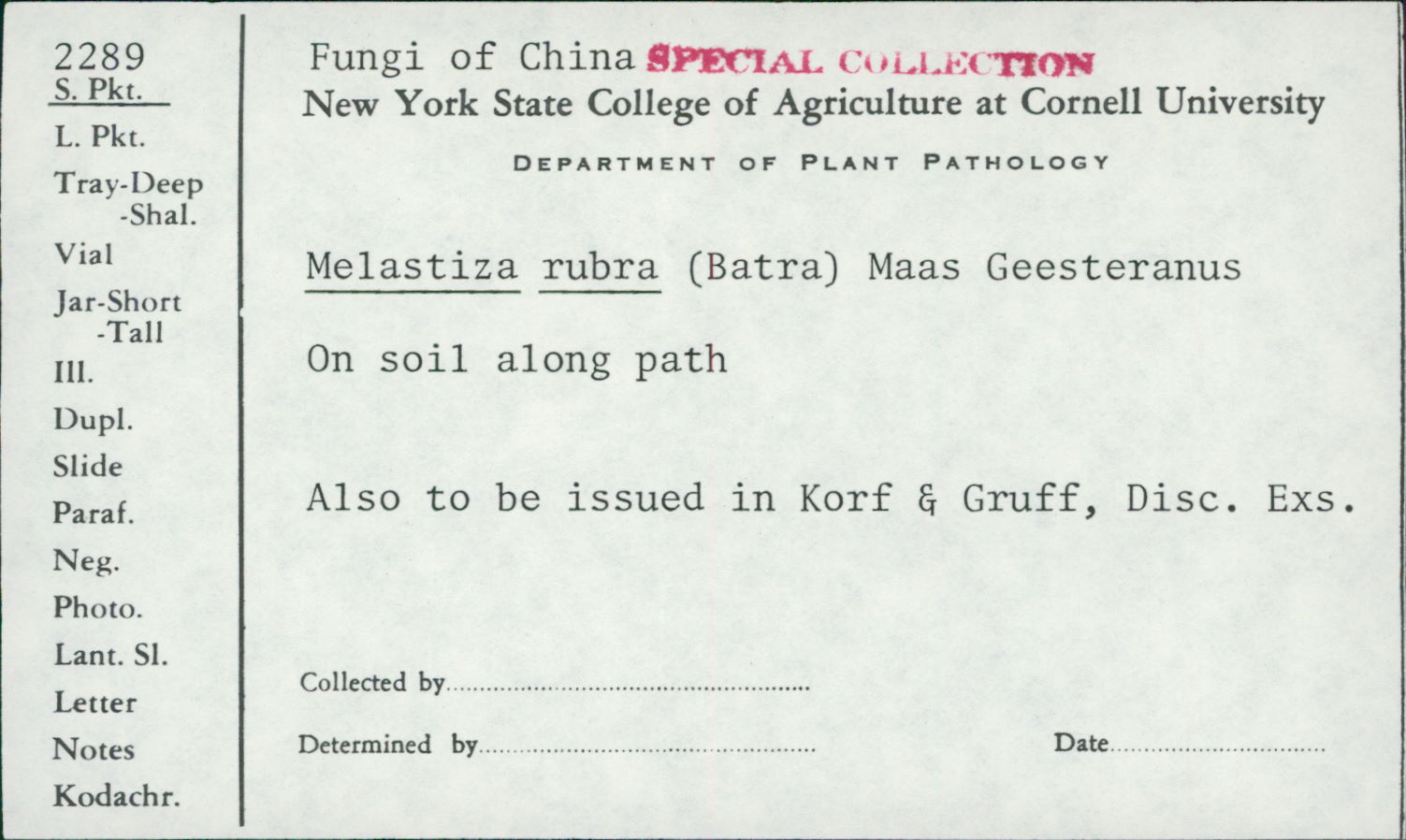 Melastiza rubra image
