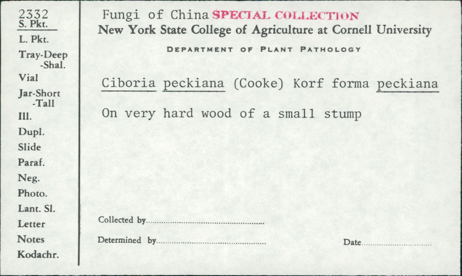 Ciboria peckiana f. peckiana image