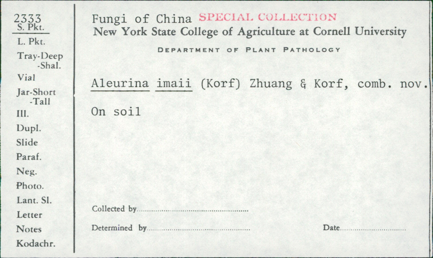 Aleurina imaii image