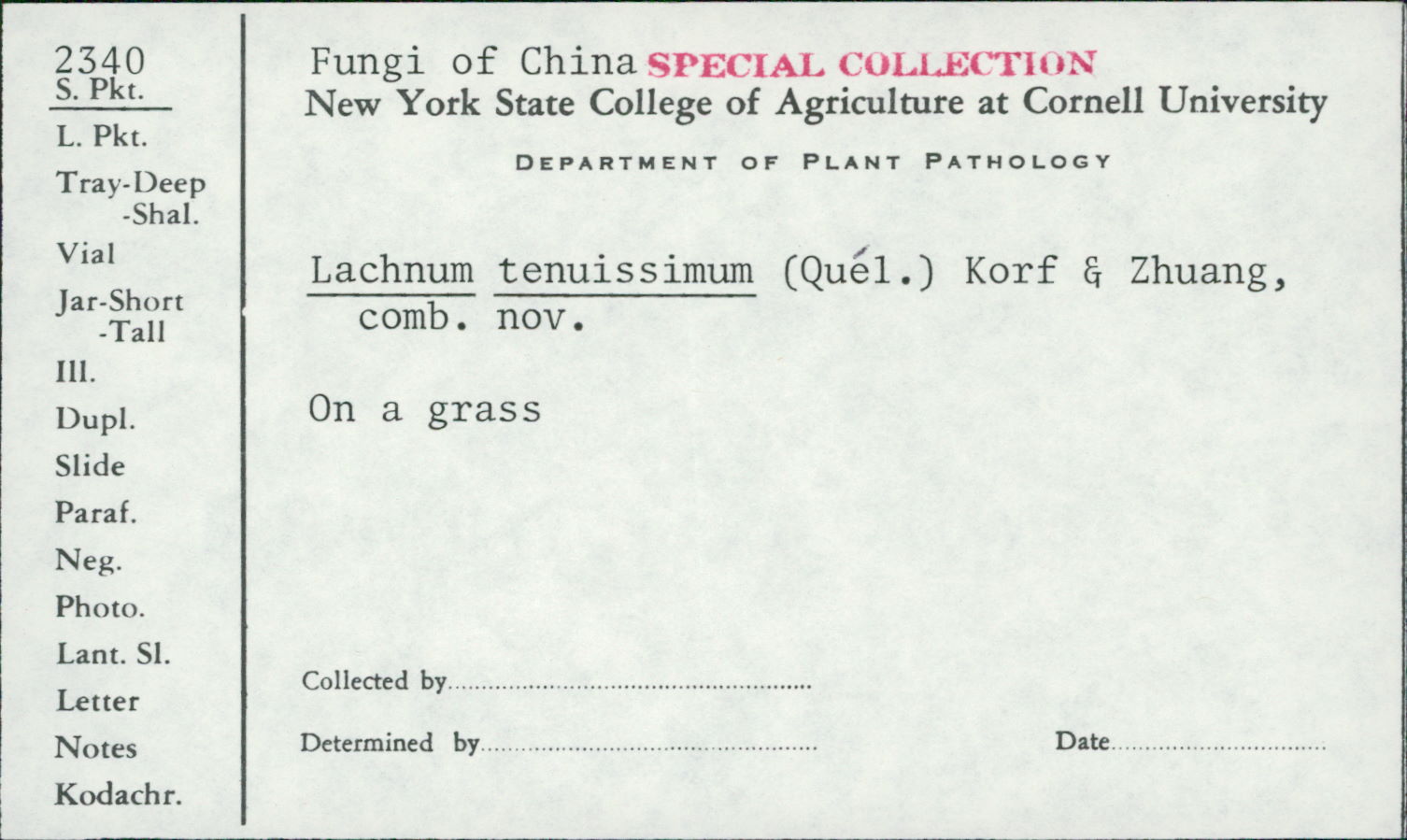 Lachnum tenuissimum image