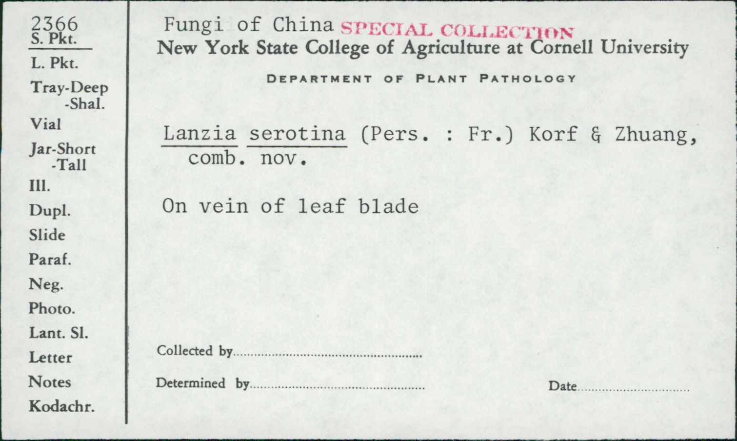 Lanzia serotina image