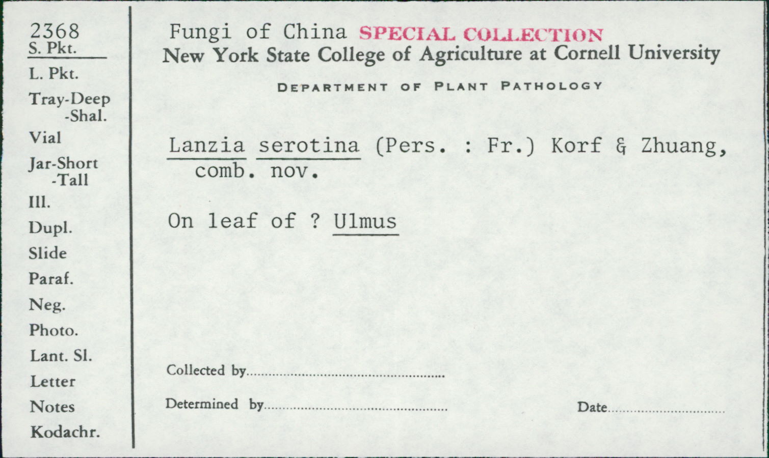 Lanzia serotina image