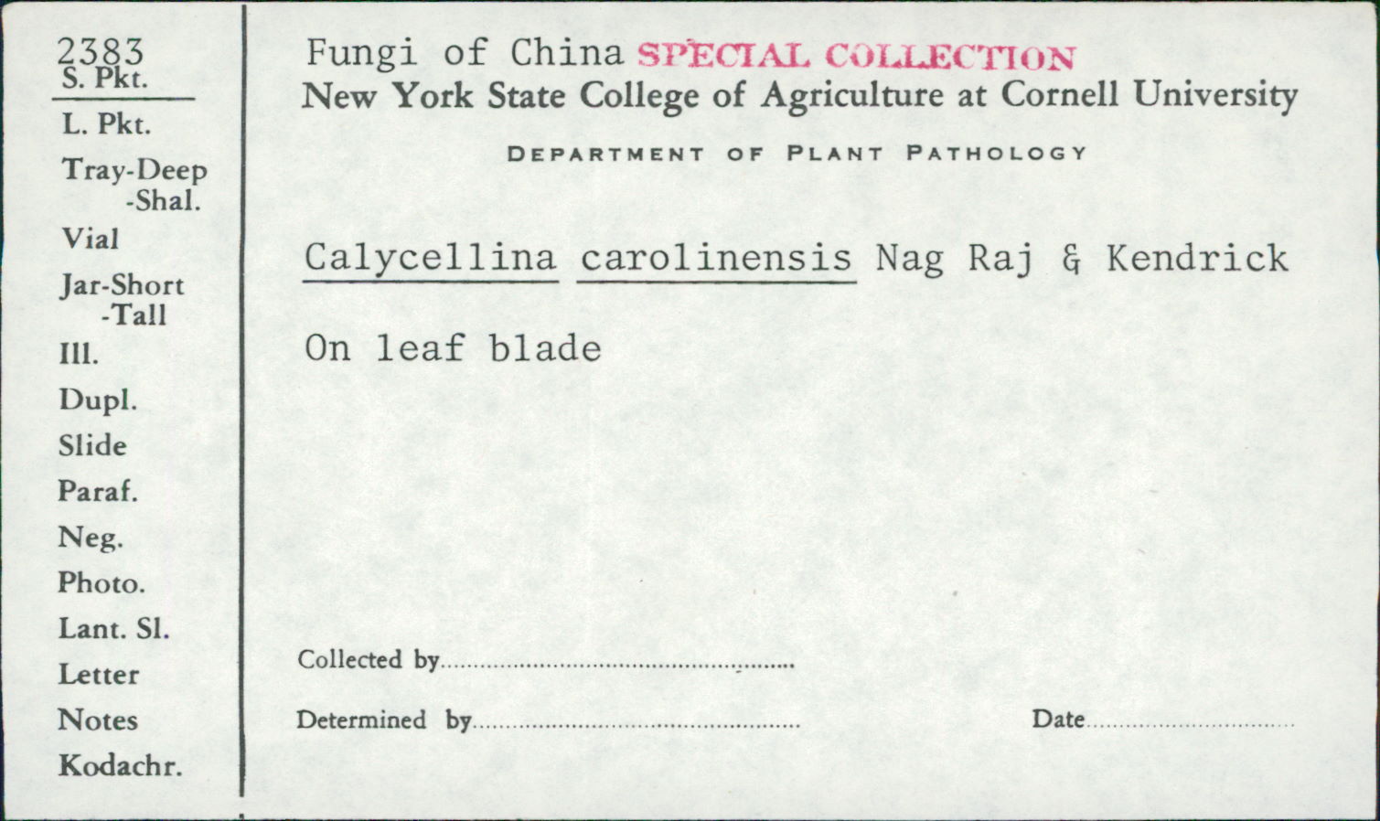 Calycellina carolinensis image