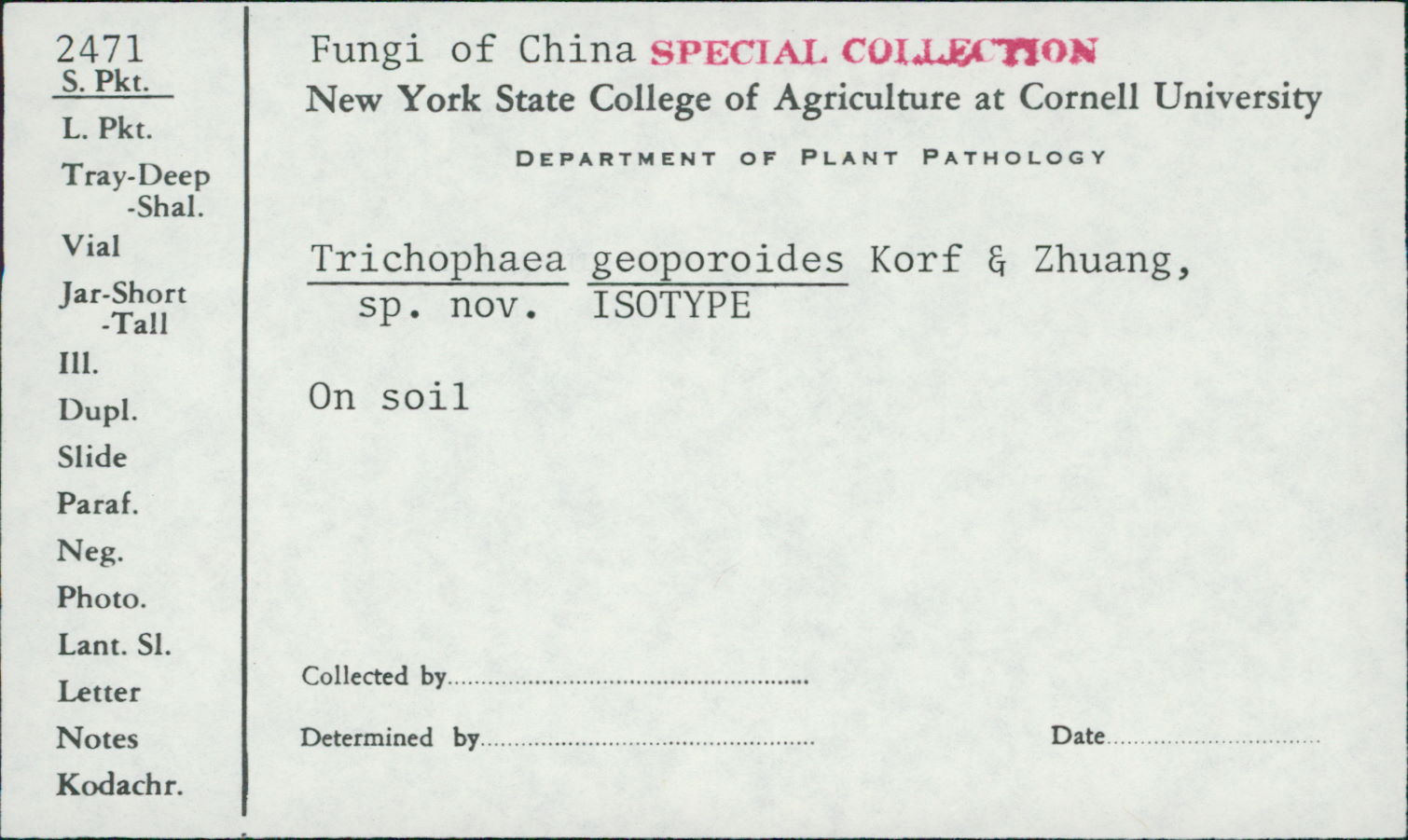 Trichophaea geoporoides image