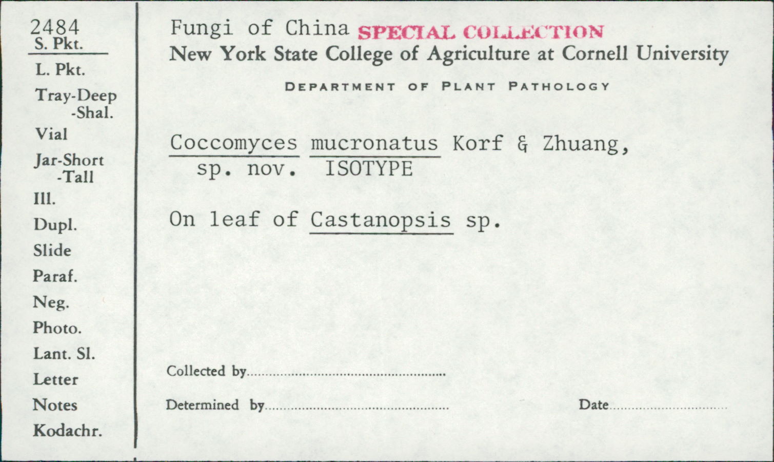 Coccomyces mucronatus image