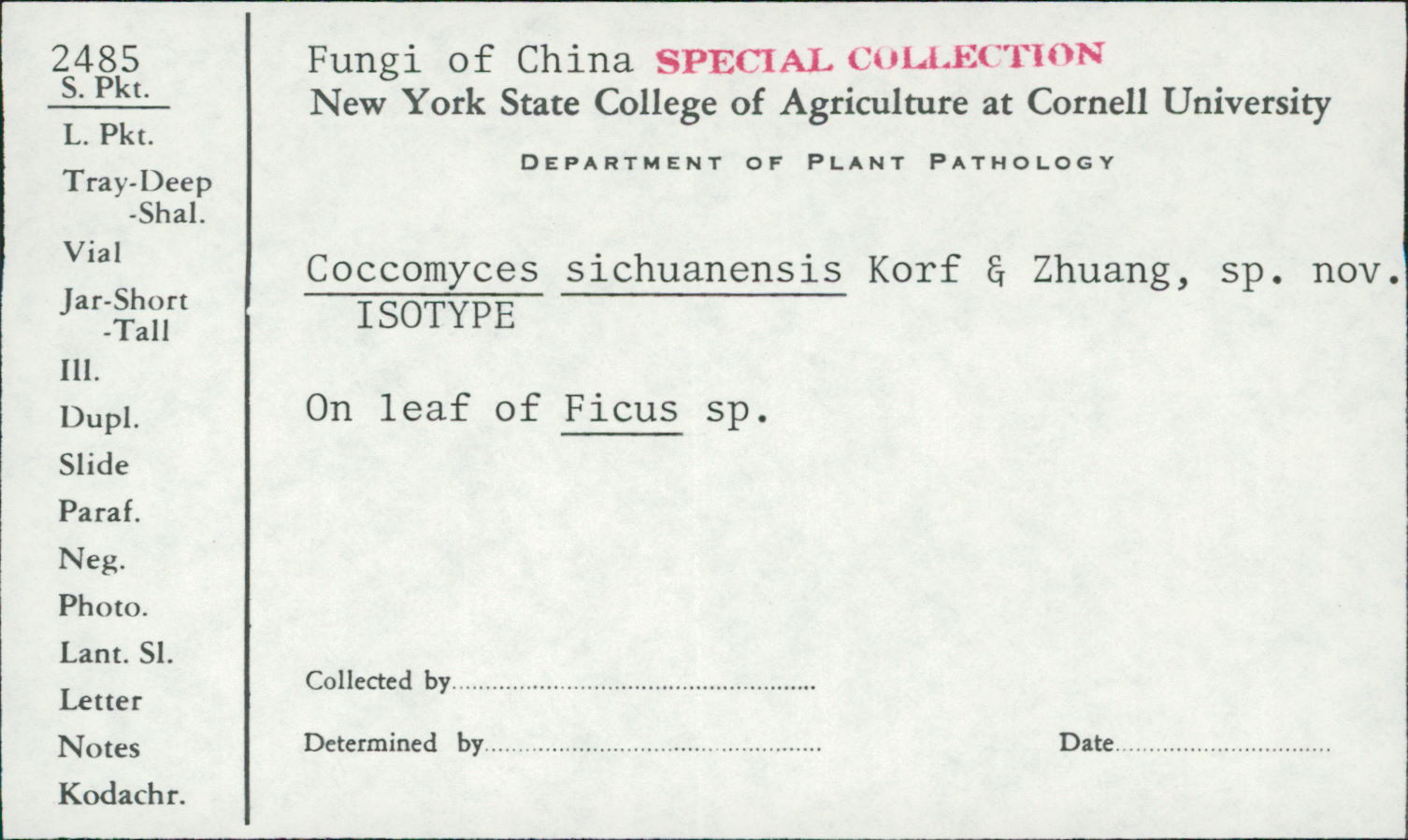 Coccomyces sichuanensis image