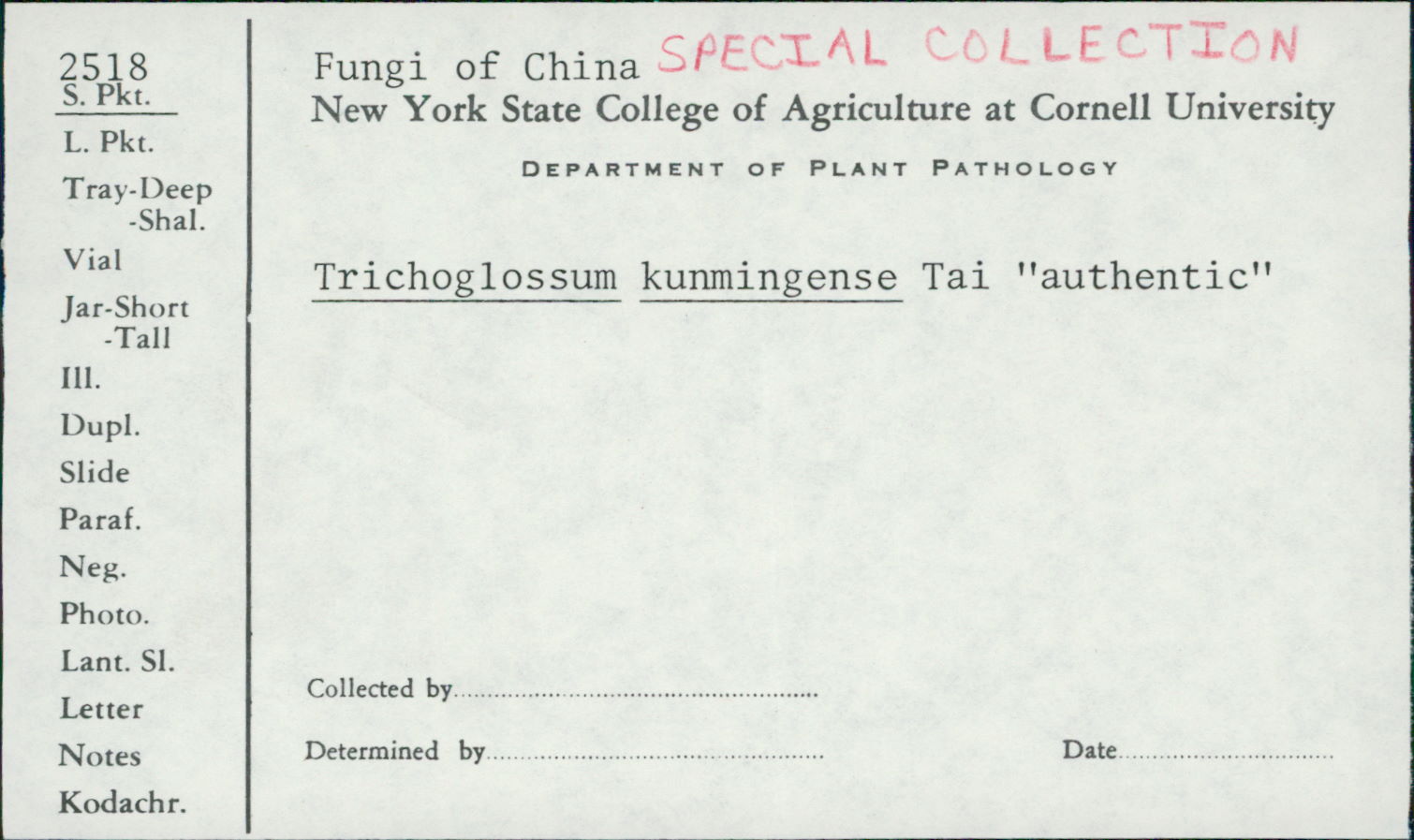 Trichoglossum kunmingense image